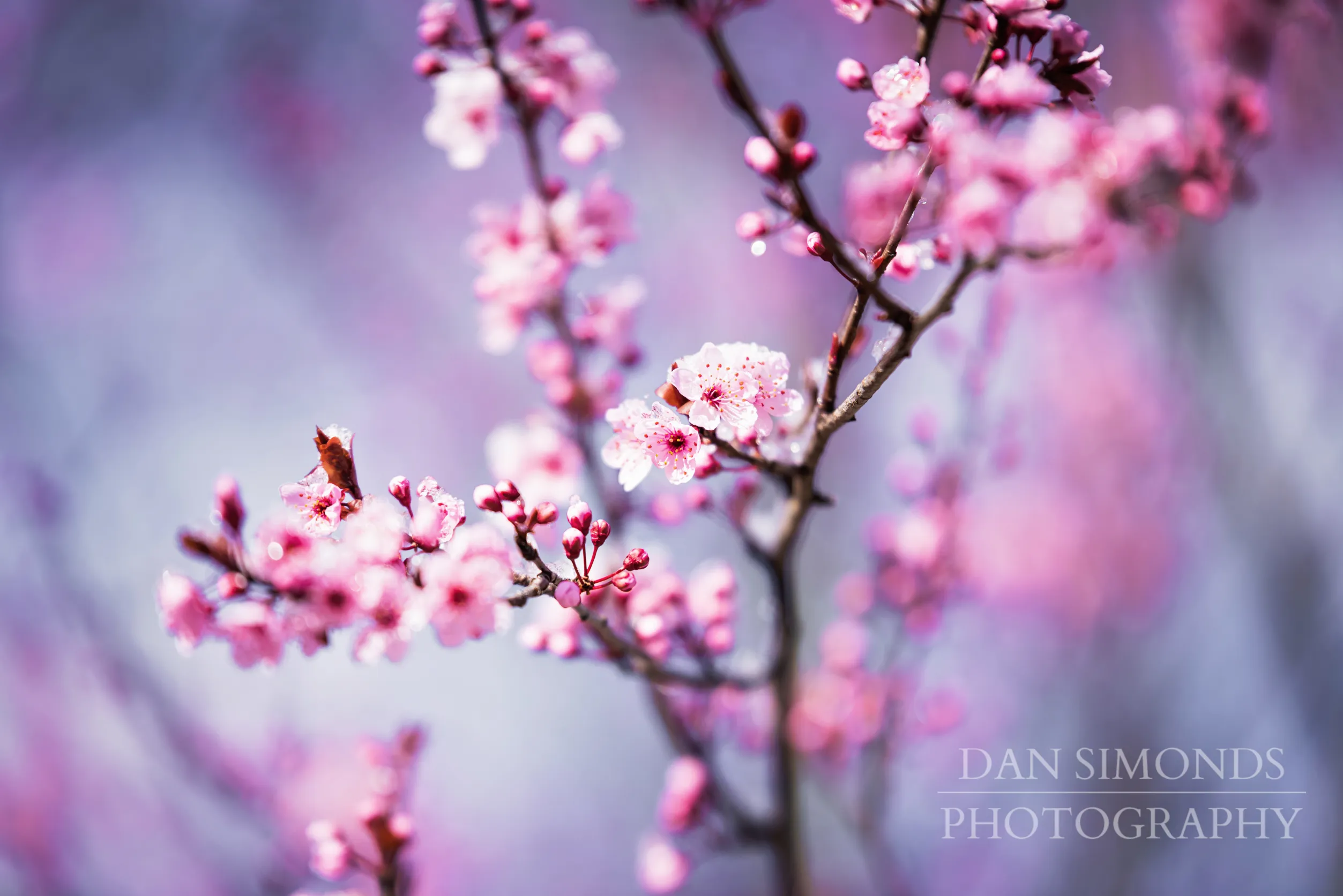 Cherry Blossoms by Dan Simonds Acrylic Print